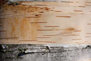 Tree Bark